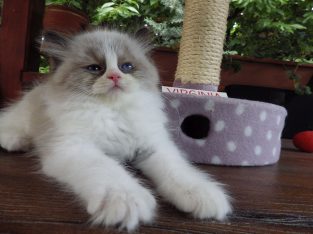 „Virginia” Ragdoll girl!😍💖🥰 😍Se