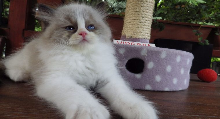 „Virginia” Ragdoll girl!😍💖🥰 😍Se