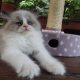 „Virginia” Ragdoll girl!😍💖🥰 😍Se