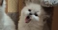 Yoshi – cuki ragdoll kislány