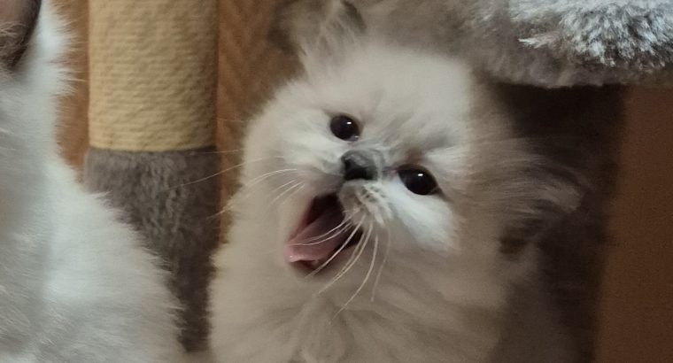 Yoshi – cuki ragdoll kislány