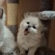 Yoshi – cuki ragdoll kislány
