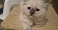 Yoshi – cuki ragdoll kislány