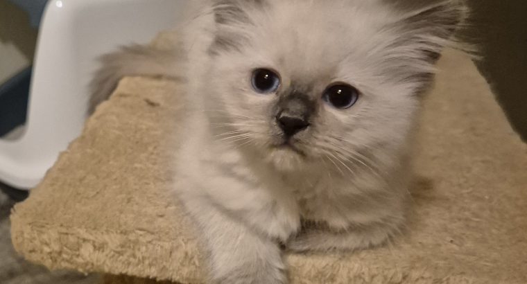 Yoshi – cuki ragdoll kislány