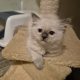 Yoshi – cuki ragdoll kislány