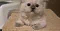 Yoshi – cuki ragdoll kislány