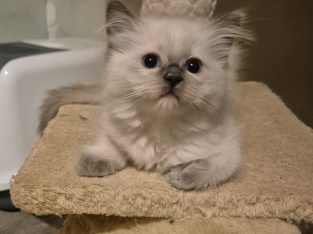 Yoshi – cuki ragdoll kislány