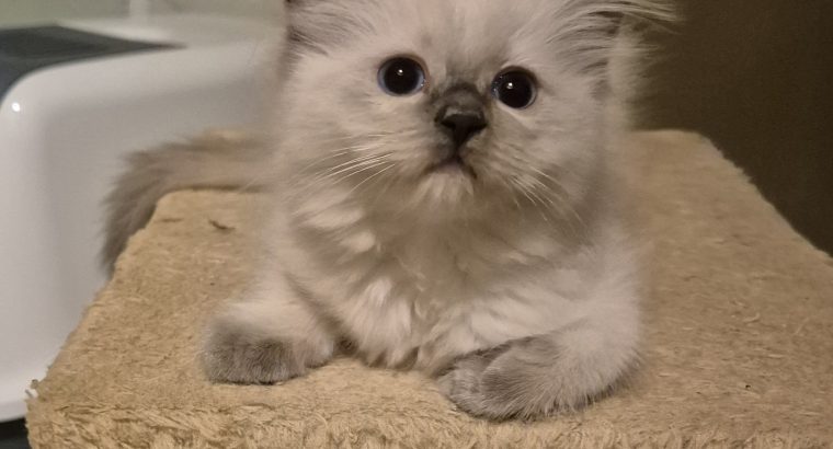 Yoshi – cuki ragdoll kislány