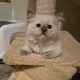 Yoshi – cuki ragdoll kislány