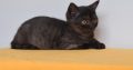 szép szemű brit rövidszőrű cica