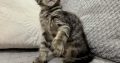 Monaco Maine Coon kandúr kiscica