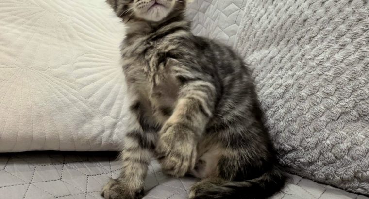 Monaco Maine Coon kandúr kiscica