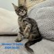Monaco Maine Coon kandúr kiscica