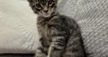 Monaco Maine Coon kandúr kiscica