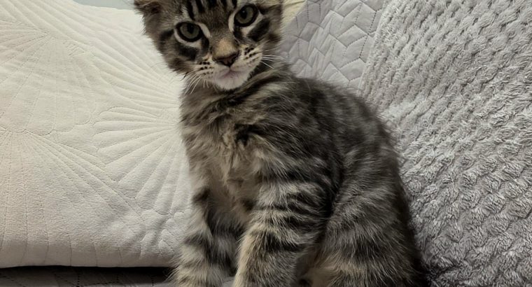Monaco Maine Coon kandúr kiscica