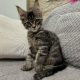 Monaco Maine Coon kandúr kiscica