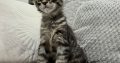 Monaco Maine Coon kandúr kiscica