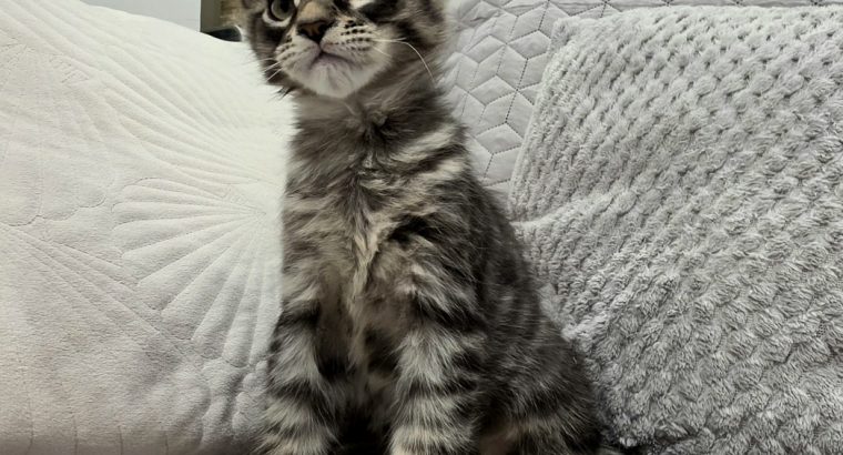 Monaco Maine Coon kandúr kiscica
