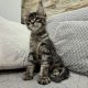 Monaco Maine Coon kandúr kiscica