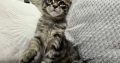 Monaco Maine Coon kandúr kiscica
