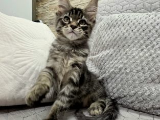 Monaco Maine Coon kandúr kiscica