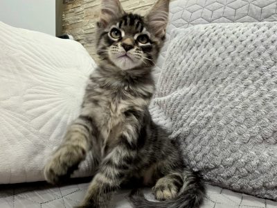 Monaco Maine Coon kandúr kiscica