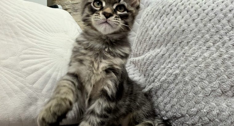 Monaco Maine Coon kandúr kiscica