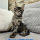 Monaco Maine Coon kandúr kiscica
