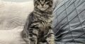 Monaco Maine Coon kandúr kiscica