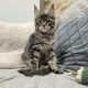 Monaco Maine Coon kandúr kiscica