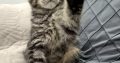 Monaco Maine Coon kandúr kiscica