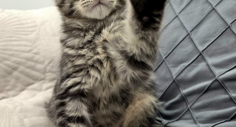 Monaco Maine Coon kandúr kiscica