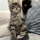 Monaco Maine Coon kandúr kiscica