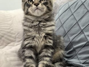 Monaco Maine Coon kandúr kiscica