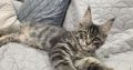 Monaco Maine Coon kandúr kiscica