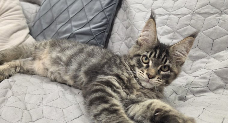 Monaco Maine Coon kandúr kiscica