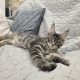 Monaco Maine Coon kandúr kiscica