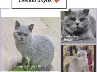 Szeptemberben kicsiket várunk 💙❤️