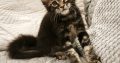 Marcellus Maine Coon kiscica