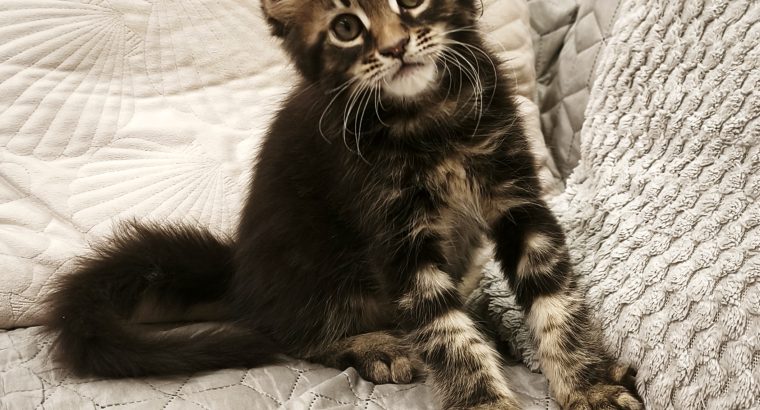 Marcellus Maine Coon kiscica