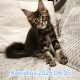 Marcellus Maine Coon kiscica