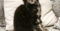 Marcellus Maine Coon kiscica