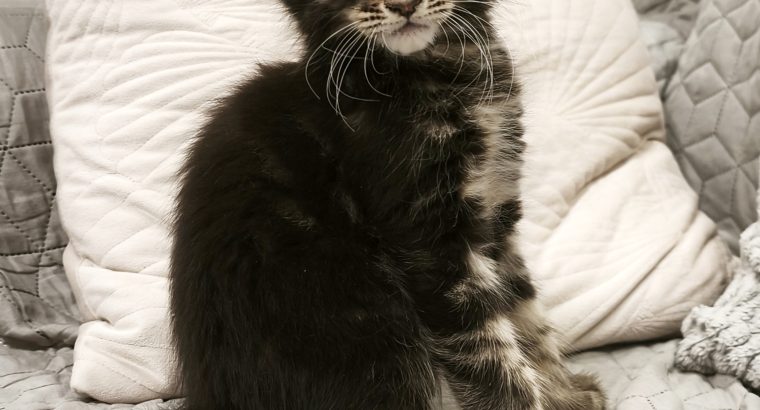 Marcellus Maine Coon kiscica