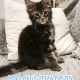 Marcellus Maine Coon kiscica