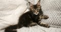 Marcellus Maine Coon kiscica