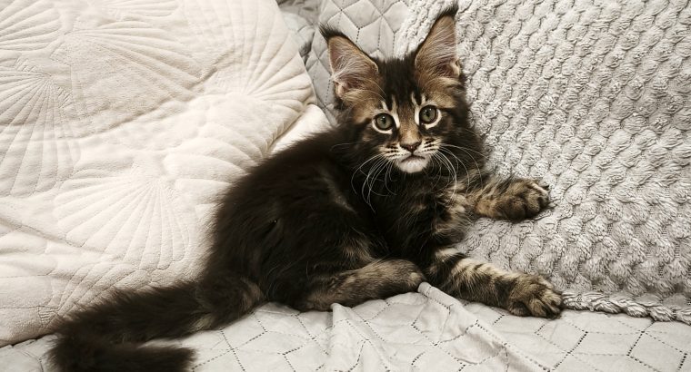 Marcellus Maine Coon kiscica