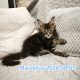 Marcellus Maine Coon kiscica
