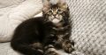 Marcellus Maine Coon kiscica
