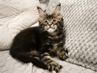 Marcellus Maine Coon kiscica
