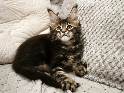 Marcellus Maine Coon kiscica